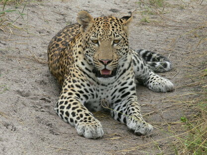 openearthsafaris.com